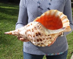 16-1/4 Huge Pacific Triton's Trumpet Seashell from Personal Collection - Buy this one for $194.99