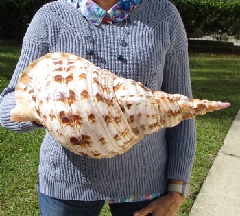 16-1/4 Huge Pacific Triton's Trumpet Seashell from Personal Collection - Buy this one for $194.99