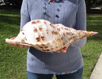 16-1/4 Huge Pacific Triton's Trumpet Seashell from Personal Collection - Buy this one for $194.99