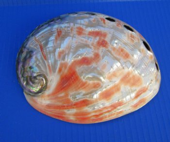 7 inches Polished Red Abalone Shell for $29.99