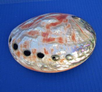 7 inches Polished Red Abalone Shell for $29.99