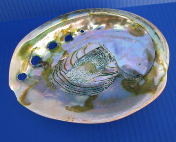 7 inches Polished Red Abalone Shell for $29.99