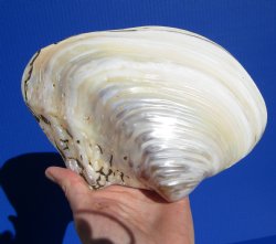 7-7/8 by 5-1/4 inches Polished River Clam Shell - Buy this one for $9.99