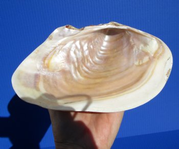 7-7/8 by 5-1/4 inches Polished River Clam Shell - Buy this one for $9.99