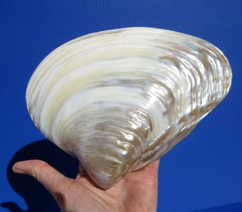 7-7/8 by 5-1/2 inches Polished River Clam Shell - Buy this one for $9.99