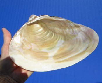 7-7/8 by 5-1/2 inches Polished River Clam Shell - Buy this one for $9.99