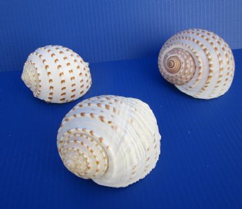 3 Large Tonna Tesselatta, Spotted Tun Shells 4-1/8 to 4-3/4 inches for $4.00 each