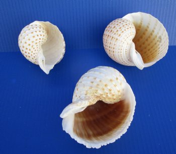 3 Large Tonna Tesselatta, Spotted Tun Shells 4-1/8 to 4-3/4 inches for $4.00 each