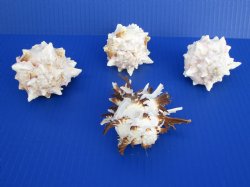 3 Pink Murex Shells and 1 Endive Murex Shell for Hermit Crab Changing Shells - $9.99