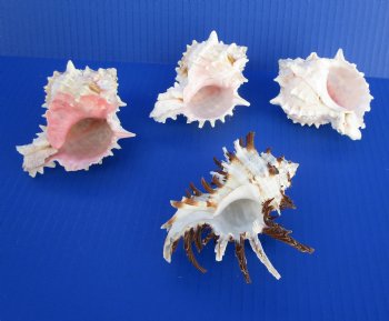 3 Pink Murex Shells and 1 Endive Murex Shell for Hermit Crab Changing Shells - $9.99