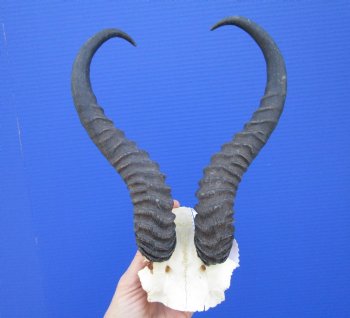 Male Springbok Skull Plate with Horns 11-3/4 inches <font color=red> Grade B</font> for $29.99 each