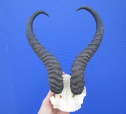 Male Springbok Skull Plate with Horns 11-3/4 inches <font color=red> Grade B</font> for $29.99 each