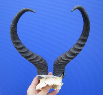 Male Springbok Skull Plate with Horns 11-3/4 inches <font color=red> Grade B</font> for $29.99 each