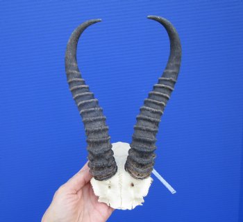 Male Springbok Skull Plate with 10-1/4 and 10-1/2 inches Horns for $39.99