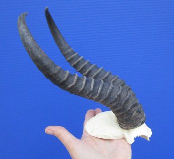 Male Springbok Skull Plate with 10-1/4 and 10-1/2 inches Horns for $39.99