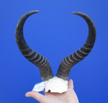 Male Springbok Skull Plate with 10-1/4 and 10-1/2 inches Horns for $39.99