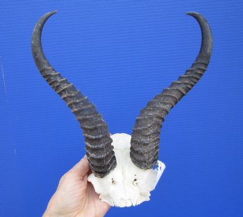 Male Springbok Skull Plate with 11-1/2 inches Horns for $39.99