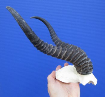 Male Springbok Skull Plate with 11-1/2 inches Horns for $39.99