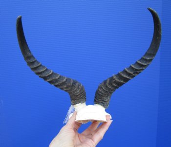 Male Springbok Skull Plate with 11-1/2 inches Horns for $39.99