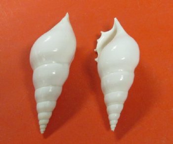 3 to 3-7/8 inches White Tibia Delicatula Conch Shells - 25 @ .72 each