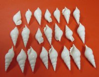 3 to 3-7/8 inches White Tibia Delicatula Conch Shells - 25 @ .72 each