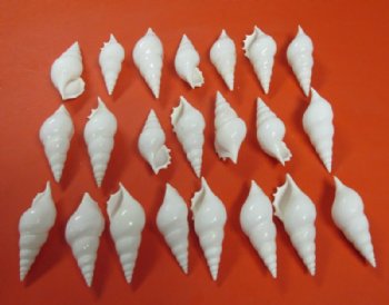 3" White Tibia Delicatula Conch Shells <font color=red> Wholesale</font> - 250 @ .36 each