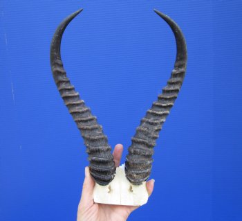 Male Springbok Skull Plate with 12-1/2 inches Horns for $39.99