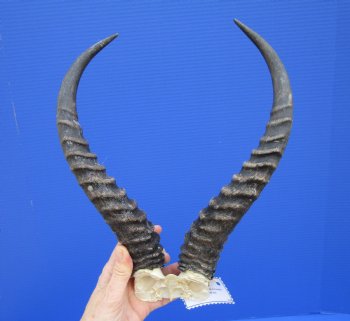 Male Springbok Skull Plate with 12-1/2 inches Horns for $39.99