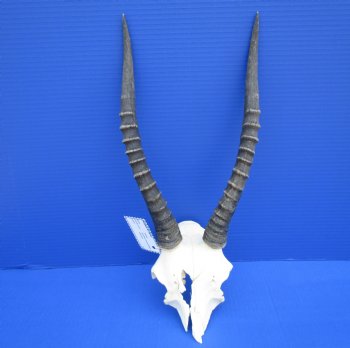 Female Blesbok Skull Plate with 13 inches horns <font color=red> Grade B </font>for $34.99