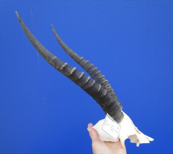 Female Blesbok Skull Plate with 13 inches horns <font color=red> Grade B </font>for $34.99