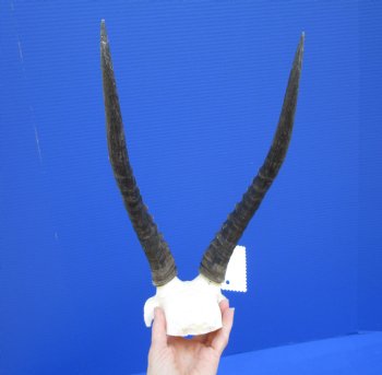 Female Blesbok Skull Plate with 13 inches horns <font color=red> Grade B </font>for $34.99