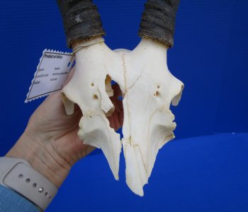 Female Blesbok Skull Plate with 13 inches horns <font color=red> Grade B </font>for $34.99