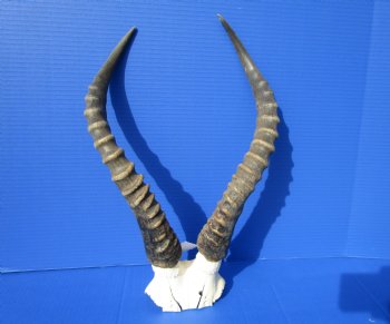 Large Male Blesbok Skull Plate with 16-1/4 and 16-1/2 inches horns <font color=red> Grade B </font>for $39.99