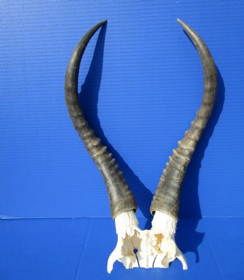 Large Male Blesbok Skull Plate with 16-1/4 and 16-1/2 inches horns <font color=red> Grade B </font>for $39.99