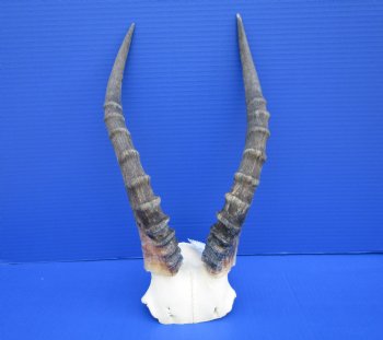 Blesbok Skull Plate with 14 inches Horns for $44.99