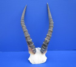 Blesbok Skull Plate with 14 inches Horns for $44.99