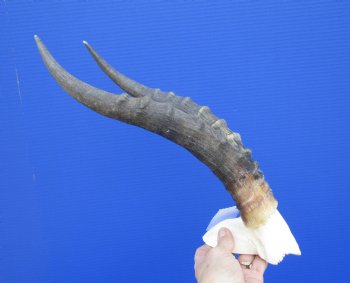 Blesbok Skull Plate with 14 inches Horns for $44.99