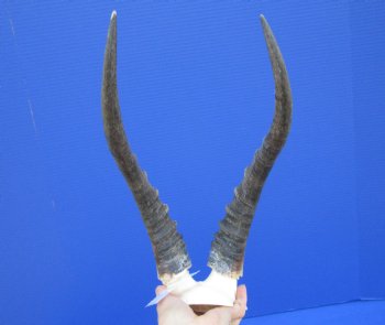 Blesbok Skull Plate with 14 inches Horns for $44.99