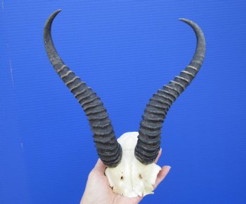 Male Springbok Skull Plate with 10-3/4 and 10-7/8 inches Horns for $39.99