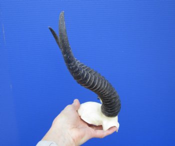 Male Springbok Skull Plate with 10-3/4 and 10-7/8 inches Horns for $39.99