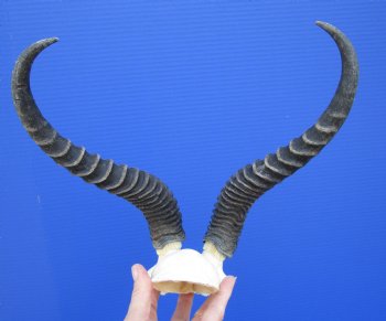 Male Springbok Skull Plate with 10-3/4 and 10-7/8 inches Horns for $39.99