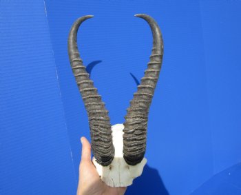 Male Springbok Skull Plate with 10-7/8 and 11-1/2 inches Horns for $39.99