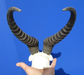 Male Springbok Skull Plate with 10-7/8 and 11-1/2 inches Horns for $39.99