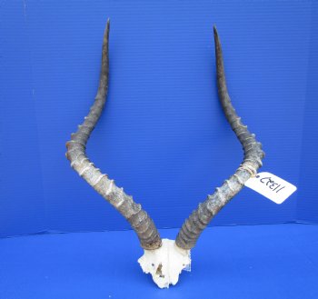 Large African Impala Skull Plate with 23 and 23-1/2 inches Horns <font color=red> Grade B</font> for $44.99