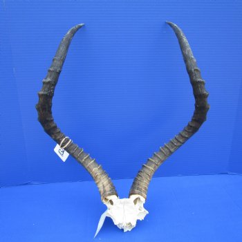 Large African Impala Skull Plate with 23 and 23-1/2 inches Horns <font color=red> Grade B</font> for $44.99