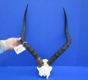 Large African Impala Skull Plate with 21 and 21-1/2 inches Horns <font color=red> Grade B</font> for $44.99