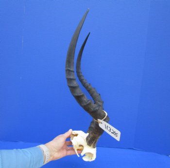 Large African Impala Skull Plate with 21 and 21-1/2 inches Horns <font color=red> Grade B</font> for $44.99