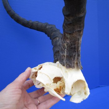 Large African Impala Skull Plate with 21 and 21-1/2 inches Horns <font color=red> Grade B</font> for $44.99