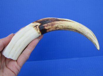 10 inches Large Warthog Tusk (<font color=red>7 inches Solid</font>) for $59.99