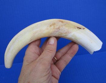 10 inches Large Warthog Tusk (<font color=red>7 inches Solid</font>)() for $59.99